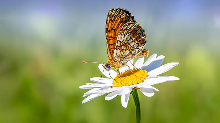 api img 696800a303e92