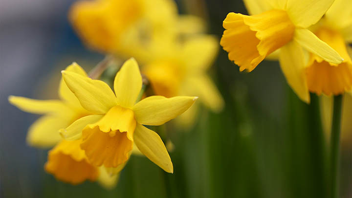 WPS如何免费下载?快速指南 WPS如何免费下载?快速指南 二