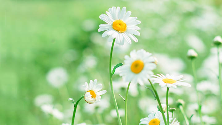 轻松下载WPS公式的三种方法Win/Mac适用 二