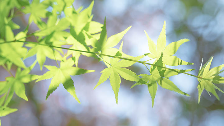 WPS下载新手指南:快速获取官方最新版教程 WPS下载新手指南:快速获取官方最新版教程 二