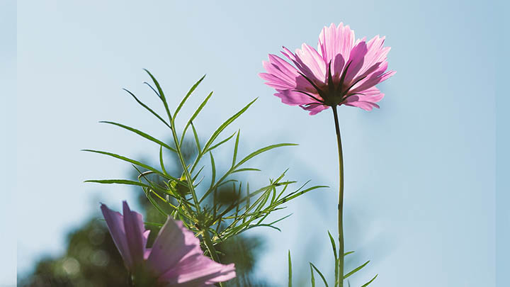 新机下载WPS:快速操作指南 新机下载WPS:快速操作指南 二