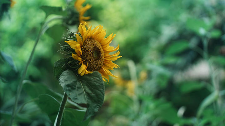 WPS AI下载全指南+官方入口详解 WPS AI下载全指南+官方入口详解 二