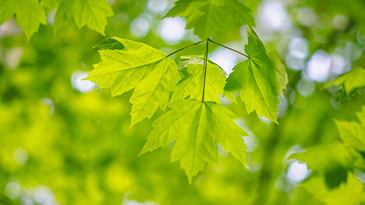 WPS正版如何下载?官方渠道详解 WPS正版如何下载?官方渠道详解 二