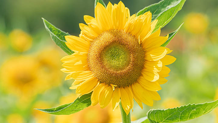 谷歌如何下载WPS：快速教程指导 二