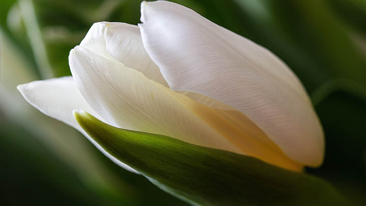 WPS无法下载Word？直链+高速代理两种方式立即解决 二