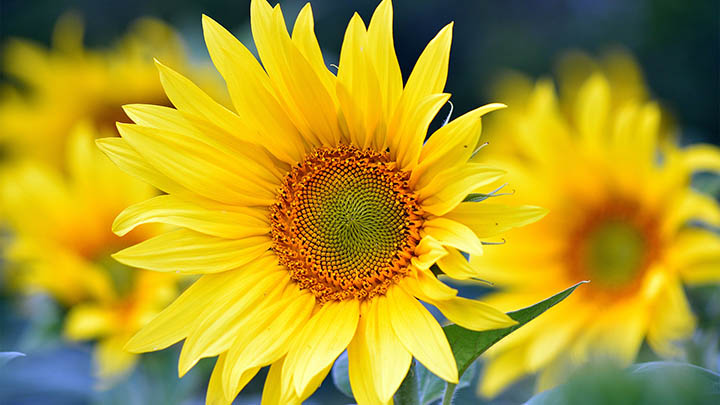 WPS新版如何下载?官方教程+快速安装指引 WPS新版如何下载?官方教程+快速安装指引 二