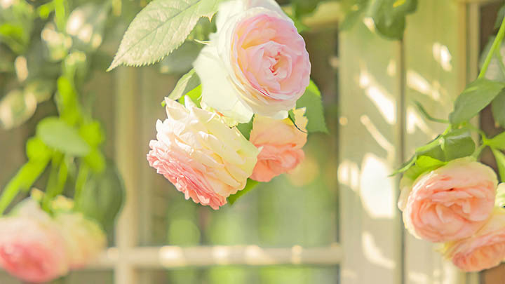 WPS正版下载全解析:官网直达入口 WPS正版下载全解析:官网直达入口 二