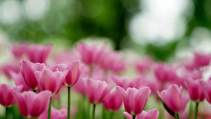 下载WPS：快速激活指南解析 二