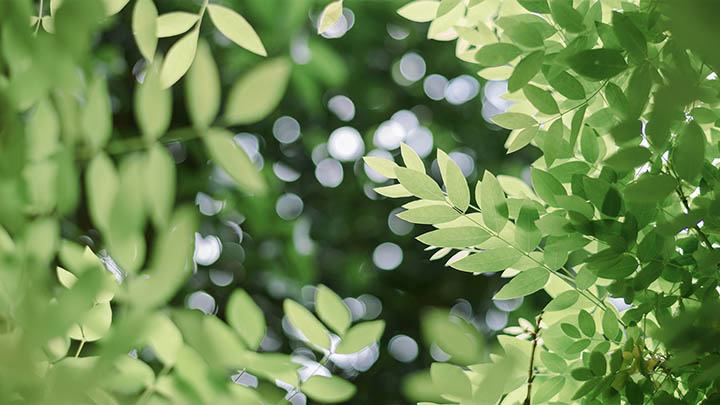 WPS下载:国外获取指南详解 WPS下载:国外获取指南详解 二